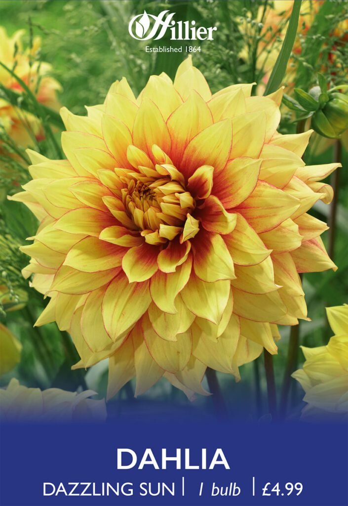 Dahlia Dazzling Sun Tubers 8718641997161 2
